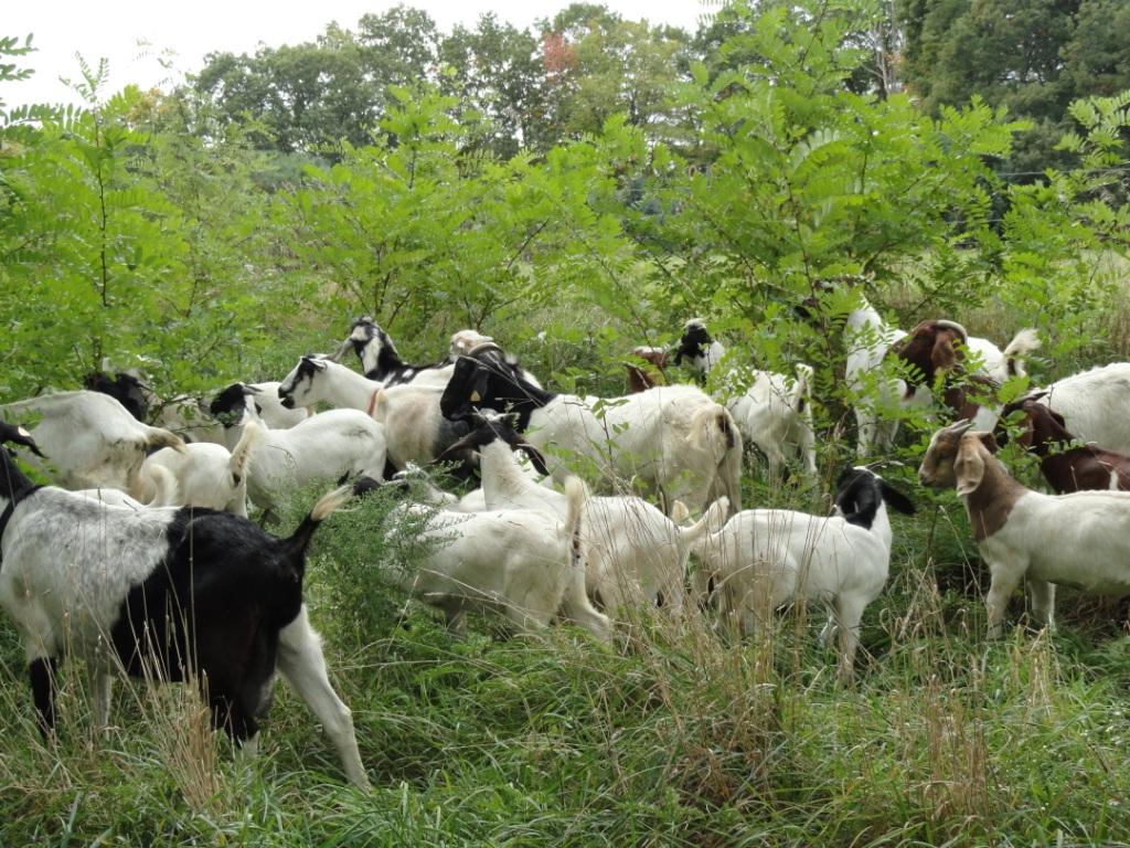 High-Value Livestock Fodder Trees For Temperate Climates