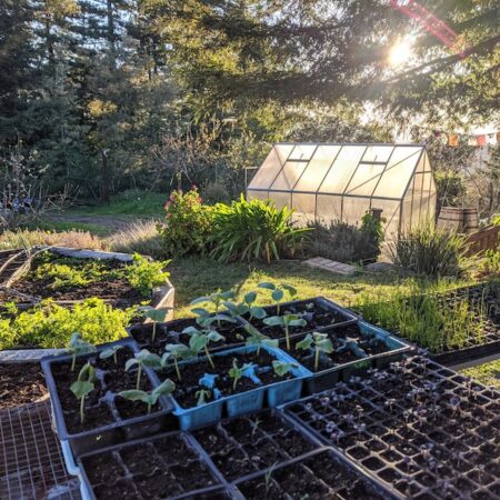 Online Permaculture Site Consultation
